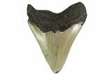 Juvenile Megalodon Tooth - North Carolina #147323-1